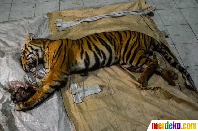 Foto : Harimau Jantan Mati Terjerat Tali Baja di Riau ...