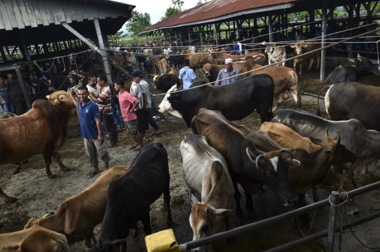 Geliat Pasar Hewan Ternak di Aceh Menjelang Lebaran
