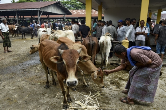 Geliat Pasar Hewan Ternak di Aceh Menjelang Lebaran