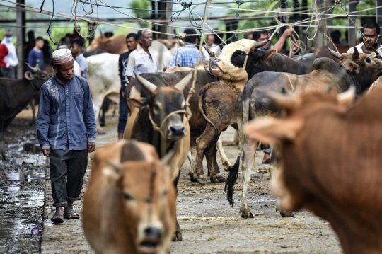 Geliat Pasar Hewan Ternak di Aceh Menjelang Lebaran