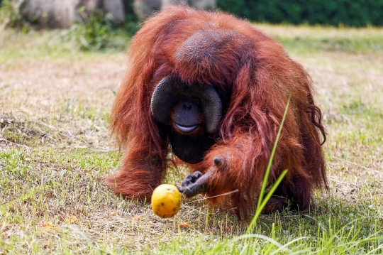 Menengok Kondisi Satwa-Satwa di Kebun Binatang Bandung