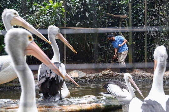 Menengok Kondisi Satwa-Satwa di Kebun Binatang Bandung