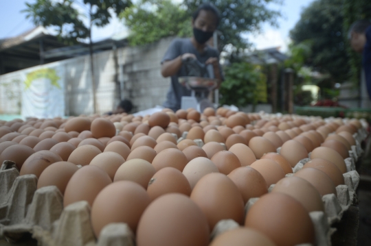 Jelang Lebaran, Harga Telur Ayam di Tangsel Normal