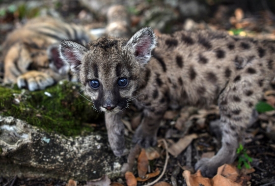 Puma 'Pandemi' dan 'Karantina' Lahir di Meksiko