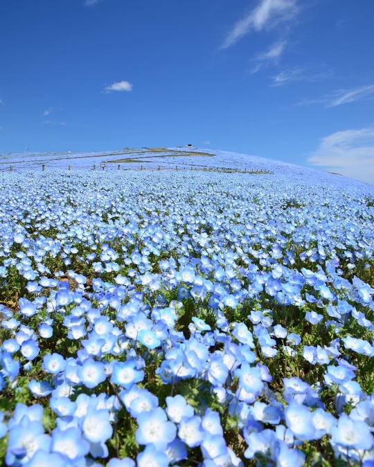 Ditutup, Jutaan Bunga di Hitachi Seaside Park Mekar tanpa Disaksikan Pengunjung
