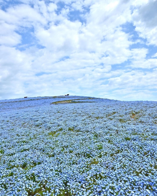 Ditutup, Jutaan Bunga di Hitachi Seaside Park Mekar tanpa Disaksikan Pengunjung