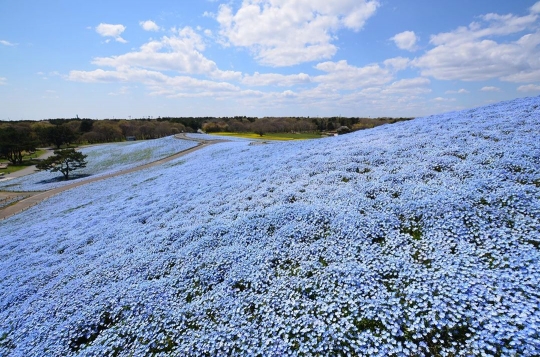 Ditutup, Jutaan Bunga di Hitachi Seaside Park Mekar tanpa Disaksikan Pengunjung