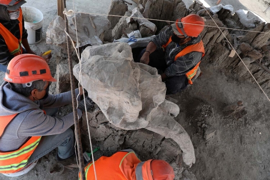 Meksiko Temukan Fosil Mammoth Berusia 10.000 tahun
