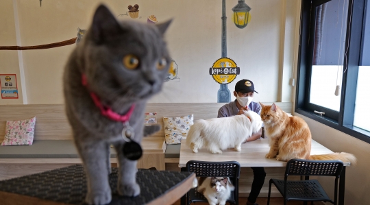 Intip Persiapan Cat Cafe Sambut New Normal