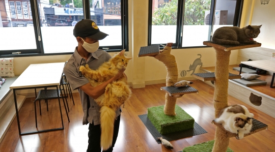 Intip Persiapan Cat Cafe Sambut New Normal