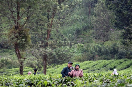 Warga Penuhi Kawasan Wisata Kebun Teh di Puncak