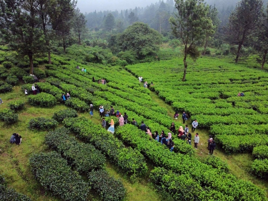 Warga Penuhi Kawasan Wisata Kebun Teh di Puncak