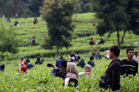 Warga Penuhi Kawasan Wisata Kebun Teh di Puncak