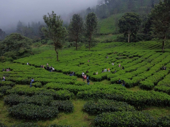 Warga Penuhi Kawasan Wisata Kebun Teh di Puncak