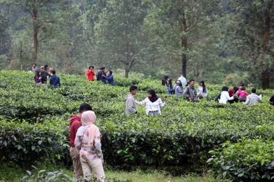 Warga Penuhi Kawasan Wisata Kebun Teh di Puncak