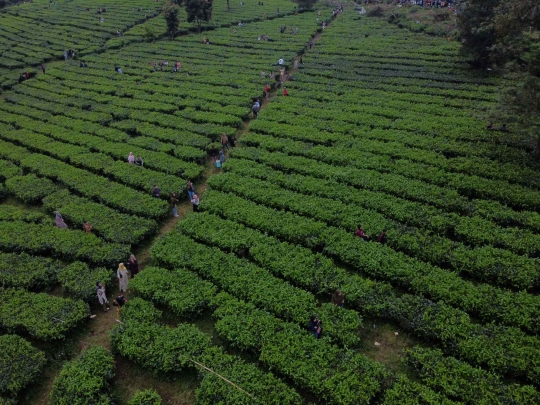 Warga Penuhi Kawasan Wisata Kebun Teh di Puncak