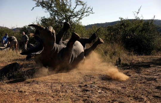 Cegah Perburuan, Petugas Cagar Alam Afrika Selatan Potong Puluhan Cula Badak