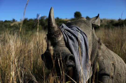 Cegah Perburuan, Petugas Cagar Alam Afrika Selatan Potong Puluhan Cula Badak