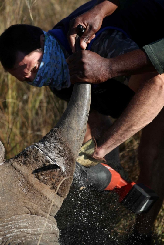 Cegah Perburuan, Petugas Cagar Alam Afrika Selatan Potong Puluhan Cula Badak