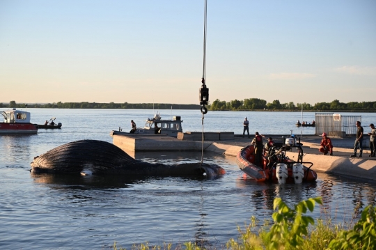 Sempat Bikin Heboh, Paus Bungkuk Mati di Quebec