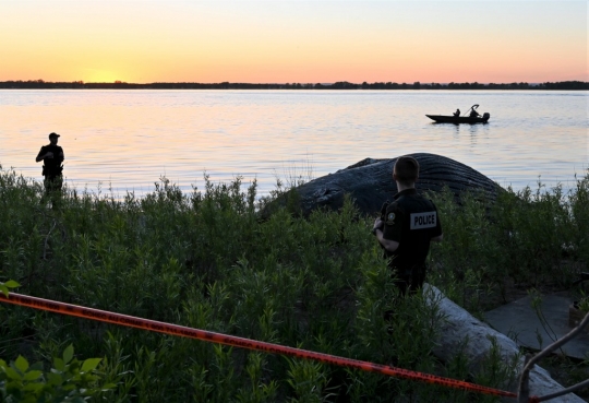 Sempat Bikin Heboh, Paus Bungkuk Mati di Quebec