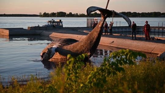 Sempat Bikin Heboh, Paus Bungkuk Mati di Quebec