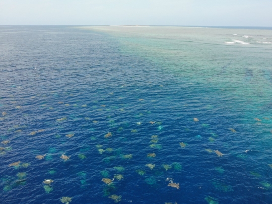 Penampakan Ribuan Penyu Hijau Langka Berenang di Laut Australia