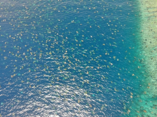 Penampakan Ribuan Penyu Hijau Langka Berenang di Laut Australia