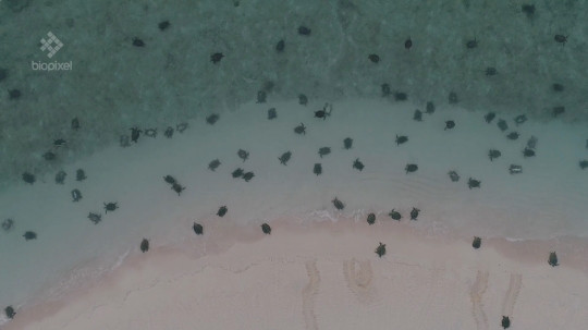 Penampakan Ribuan Penyu Hijau Langka Berenang di Laut Australia