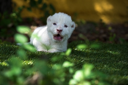 Lucunya Bayi Singa Putih Pertama yang Lahir di Spanyol