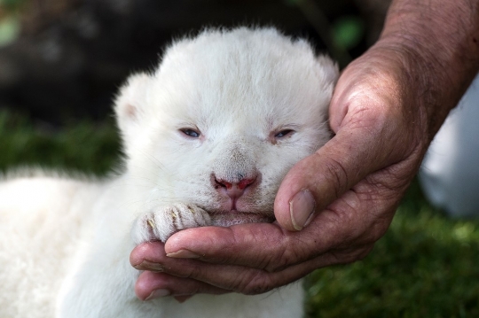 Lucunya Bayi Singa Putih Pertama yang Lahir di Spanyol