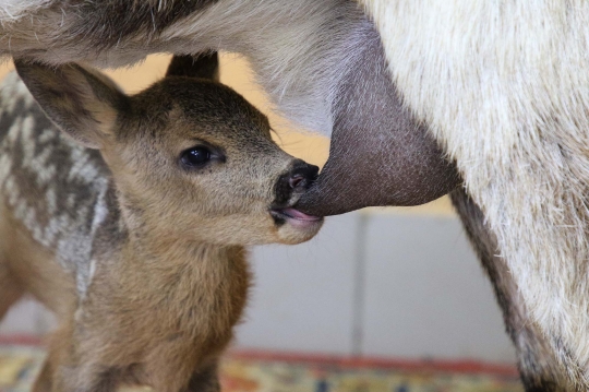 Ketika Kambing 'Beranak' Rusa di Rusia