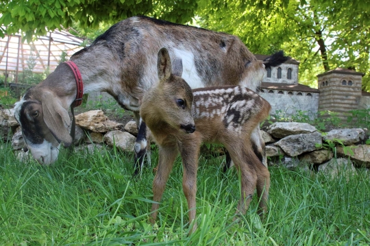 Ketika Kambing 'Beranak' Rusa di Rusia