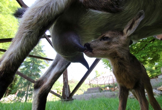 Ketika Kambing 'Beranak' Rusa di Rusia