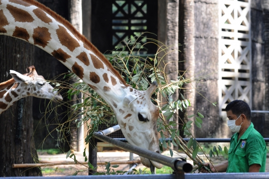 Buka 20 Juni, Ragunan Wajibkan Pengunjung Daftar Online