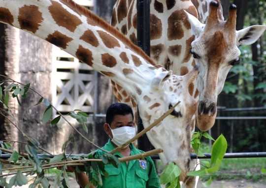 Buka 20 Juni, Ragunan Wajibkan Pengunjung Daftar Online