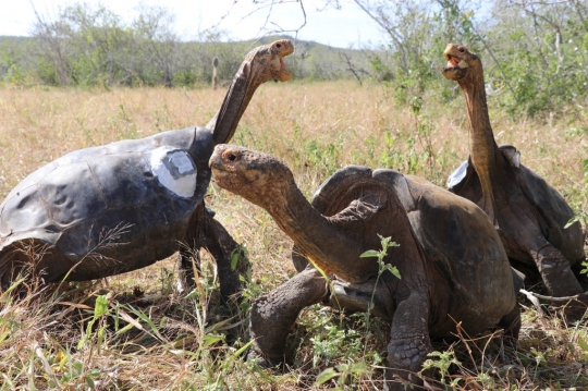 Sukses Selamatkan Spesies dari Kepunahan, Kura-kura Raksasa Akhirnya Pulang Kampung