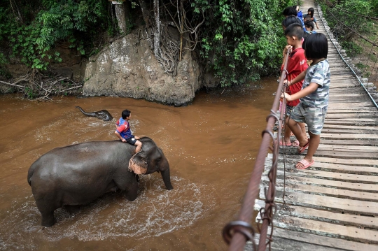 Kelaparan, Ribuan Gajah Thailand Terpaksa 'Mudik' ke Habitat