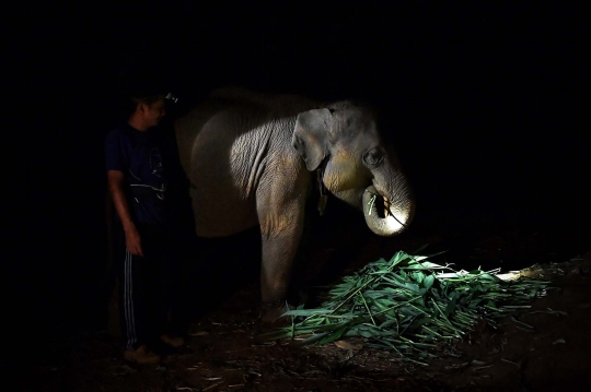 Kelaparan, Ribuan Gajah Thailand Terpaksa 'Mudik' ke Habitat