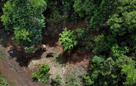 Kelaparan, Ribuan Gajah Thailand Terpaksa 'Mudik' ke Habitat