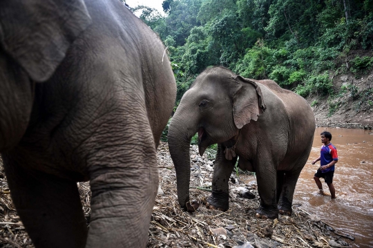 Kelaparan, Ribuan Gajah Thailand Terpaksa 'Mudik' ke Habitat