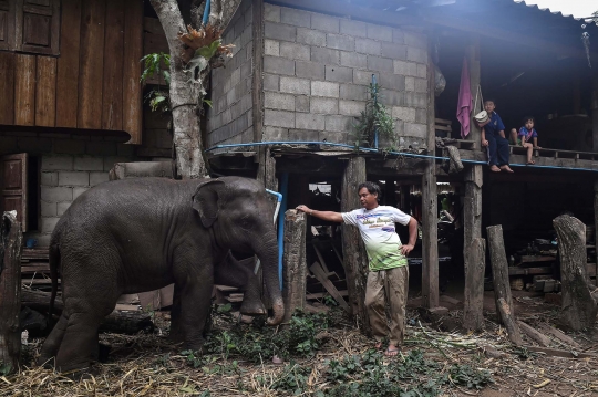 Kelaparan, Ribuan Gajah Thailand Terpaksa 'Mudik' ke Habitat