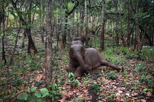 Kelaparan, Ribuan Gajah Thailand Terpaksa 'Mudik' ke Habitat