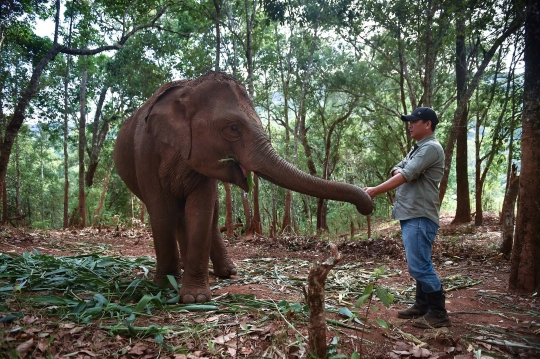 Kelaparan, Ribuan Gajah Thailand Terpaksa 'Mudik' ke Habitat