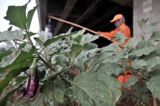 Berkebun Sayur di Tengah Pandemi