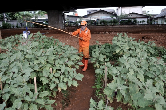 Berkebun Sayur di Tengah Pandemi