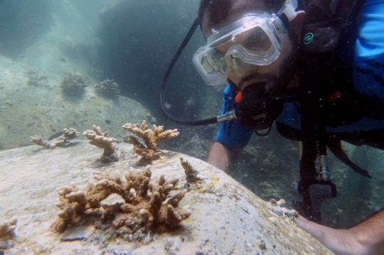 Mengintip Transplantasi Terumbu Karang di Laut Uni Emirat Arab