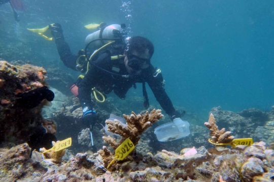 Mengintip Transplantasi Terumbu Karang di Laut Uni Emirat Arab