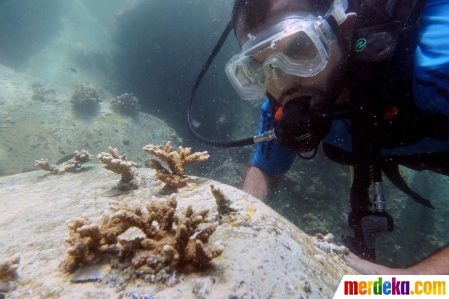 Seorang penyelam memeriksa terumbu karang yang ditransplantasikan di perairan dasar laut dekat Pelabuhan Dibba di Fujairah, Uni Emirat Arab (15/6/2020).