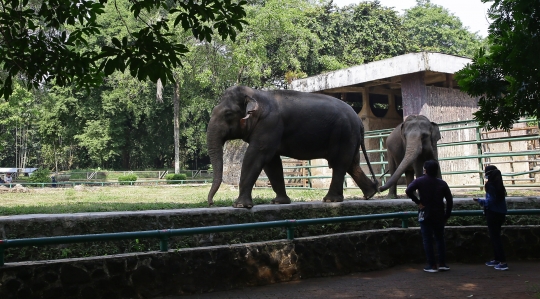 Taman Margasatwa Ragunan Kembali Dibuka